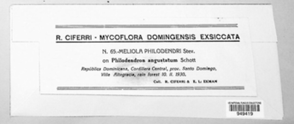 Meliola philodendri image
